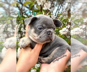 French Bulldog Puppy for sale in OJAI, CA, USA