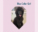 Small Photo #4 Poodle (Standard) Puppy For Sale in WILSONVILLE, OR, USA