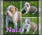 Image preview for Ad Listing. Nickname: Nala