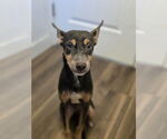 Small Mutt