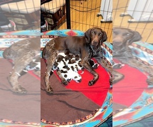 Mother of the German Shorthaired Pointer puppies born on 12/03/2023
