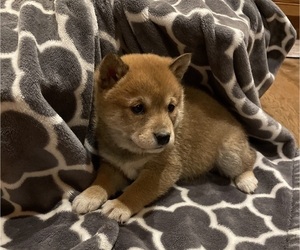 Medium Shiba Inu