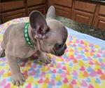 Puppy Green Boy French Bulldog