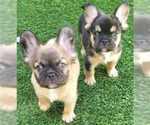 Small #12 French Bulldog