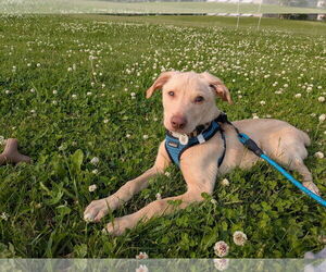 Labrador Retriever-Unknown Mix Dogs for adoption in Coralville, IA, USA