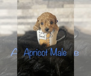 Poodle (Miniature) Puppy for sale in CONWAY, AR, USA