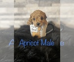 Small Photo #1 Poodle (Miniature) Puppy For Sale in CONWAY, AR, USA