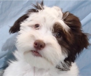 Havanese Puppy for sale in FENTON, MO, USA
