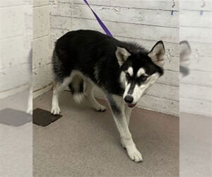 Siberian Husky Dogs for adoption in San Bernardino, CA, USA