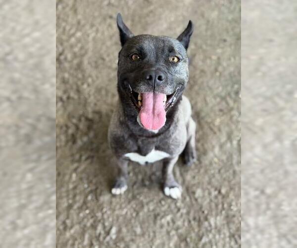 Medium Photo #1 Akita-Unknown Mix Puppy For Sale in Riverside, CA, USA