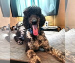 Small #10 Poodle (Standard)