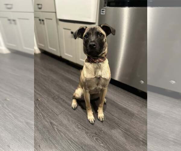 Medium Photo #4 Pug-Unknown Mix Puppy For Sale in Dumont, NJ, USA