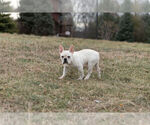 Small Photo #14 French Bulldog Puppy For Sale in WARSAW, IN, USA