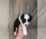 Small Photo #5 Australian Shepherd Puppy For Sale in BINGHAMTON, NY, USA
