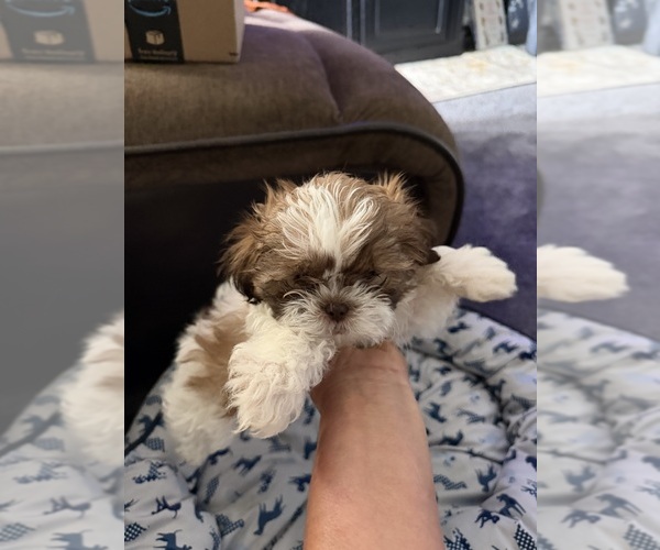 Medium Photo #1 Shih Tzu Puppy For Sale in STOKESDALE, NC, USA