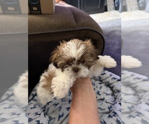 Shih Tzu Puppy for sale in STOKESDALE, NC, USA