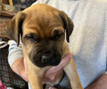 Small #2 Boerboel-Cane Corso Mix