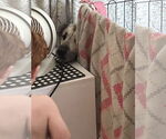Small #4 Anatolian Shepherd-German Shepherd Dog Mix