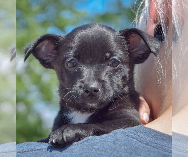 Medium Photo #5 Chiweenie Puppy For Sale in Huntley, IL, USA
