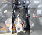 Small #2 Basset Hound