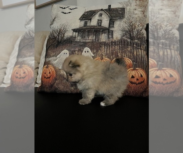 Medium Photo #3 Pomeranian Puppy For Sale in CAVE CREEK, AZ, USA