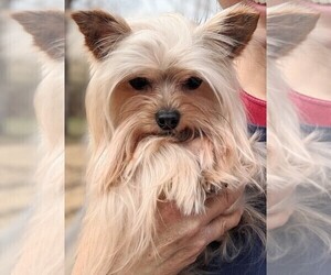 Father of the Yorkshire Terrier puppies born on 01/27/2021