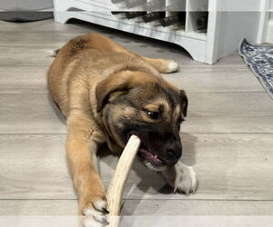 Mutt Dogs for adoption in Bellevue, WA, USA
