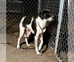 Small Photo #4 Brittany-Unknown Mix Puppy For Sale in Bloomingdale, NJ, USA