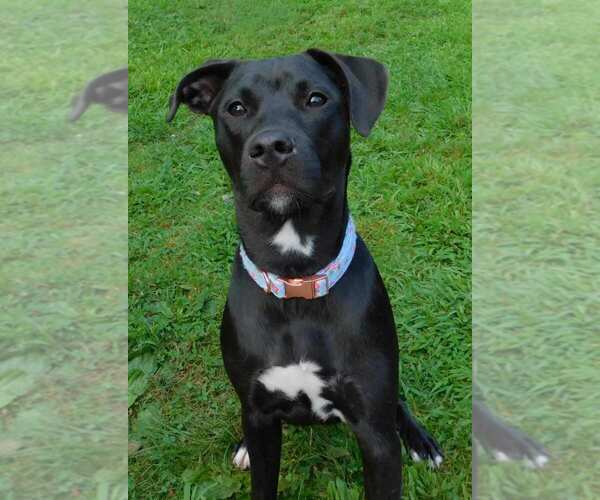 Medium Photo #30 Labrador Retriever Puppy For Sale in Brewster, NY, USA