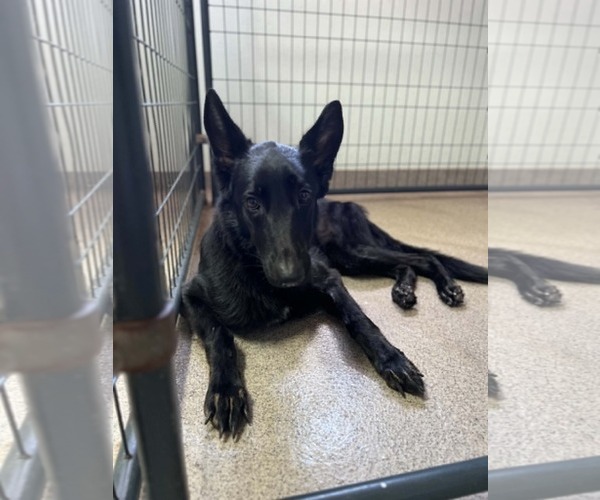 Medium Photo #2 German Shepherd Dog Puppy For Sale in Plantation, FL, USA