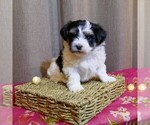 Small Photo #2 Havanese Puppy For Sale in THREE RIVERS, MI, USA