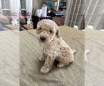 Small Photo #30 Poodle (Miniature) Puppy For Sale in EAST AMHERST, NY, USA