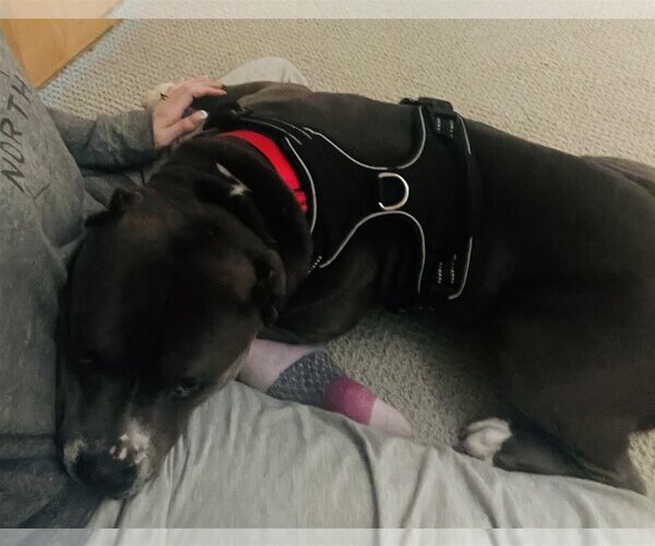 Medium Photo #3 American Pit Bull Terrier-Unknown Mix Puppy For Sale in Princeton, MN, USA