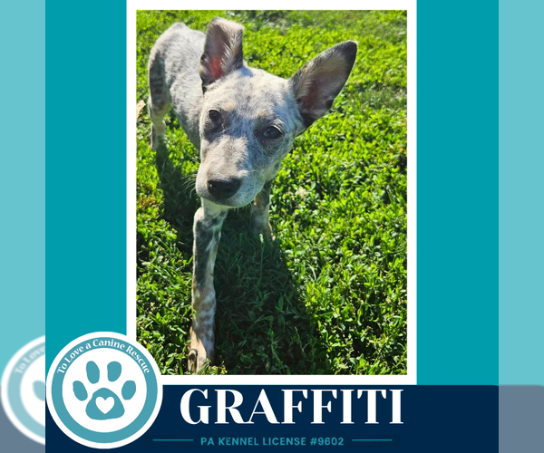 Medium Photo #3 Mutt Puppy For Sale in Kimberton, PA, USA