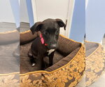 Small Photo #2 Mutt Puppy For Sale in Cliffwood, NJ, USA