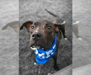 American Pit Bull Terrier-Unknown Mix Dogs for adoption in Germantown, OH, USA