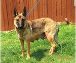 Small #3 German Shepherd Dog Mix