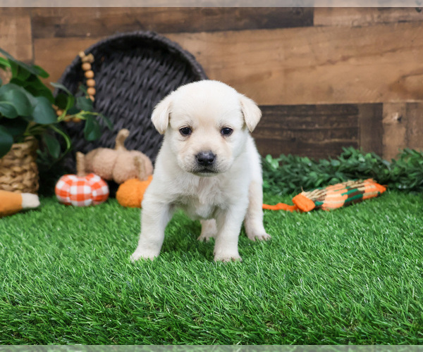 Medium Photo #1 Labrador Retriever Puppy For Sale in SYRACUSE, IN, USA