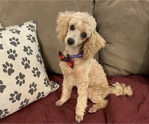 Poodle (Toy) Puppy for sale in WINSTON SALEM, NC, USA