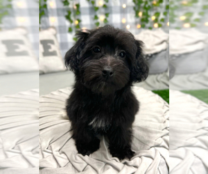 Yo-Chon Puppy for sale in MARIETTA, GA, USA