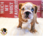 Small Photo #3 Bulldog Puppy For Sale in ARLINGTON, TX, USA