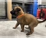 Small Photo #50 Belgian Malinois Puppy For Sale in REESEVILLE, WI, USA