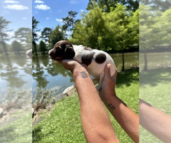 Medium Photo #1 Dachshund Puppy For Sale in LIVINGSTON, LA, USA