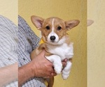 Small #2 Pembroke Welsh Corgi