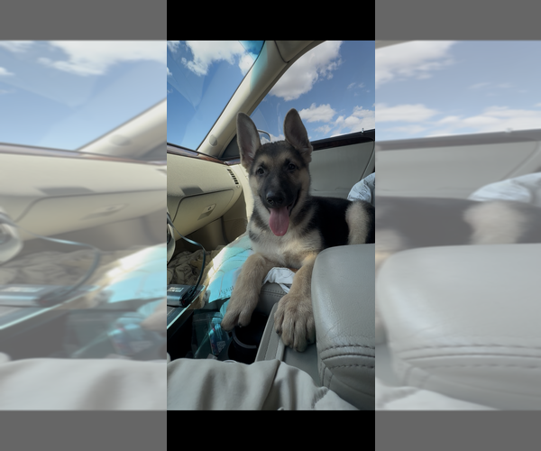 Medium Photo #8 German Shepherd Dog Puppy For Sale in BRIGHTON, CO, USA