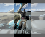 Small #7 German Shepherd Dog