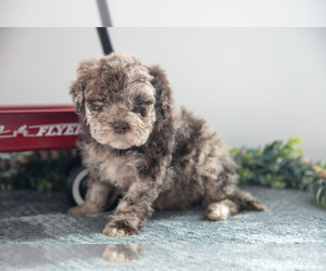 Medium Poodle (Miniature)-Portuguese Water Dog Mix