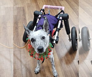 Phoenix - Female Mutt Dog for Adoption - Photo #2