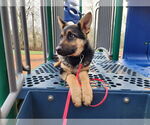 Small #19 German Shepherd Dog