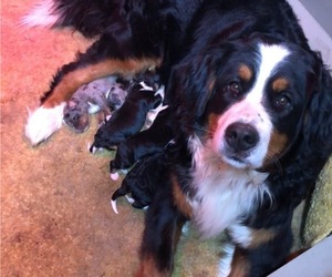 Mother of the Miniature Bernedoodle puppies born on 04/17/2022